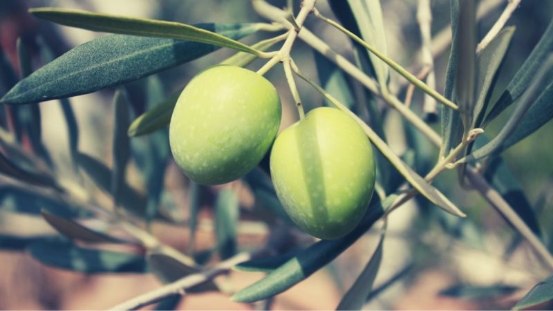 best olive oil brands origins of olives