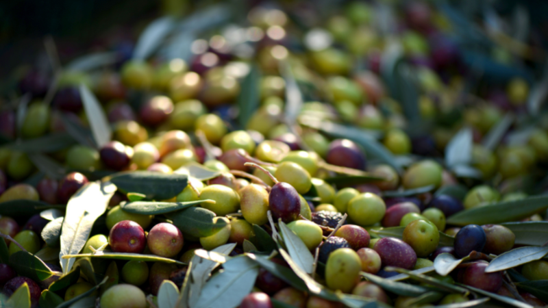 how to tell if olive oil is fake